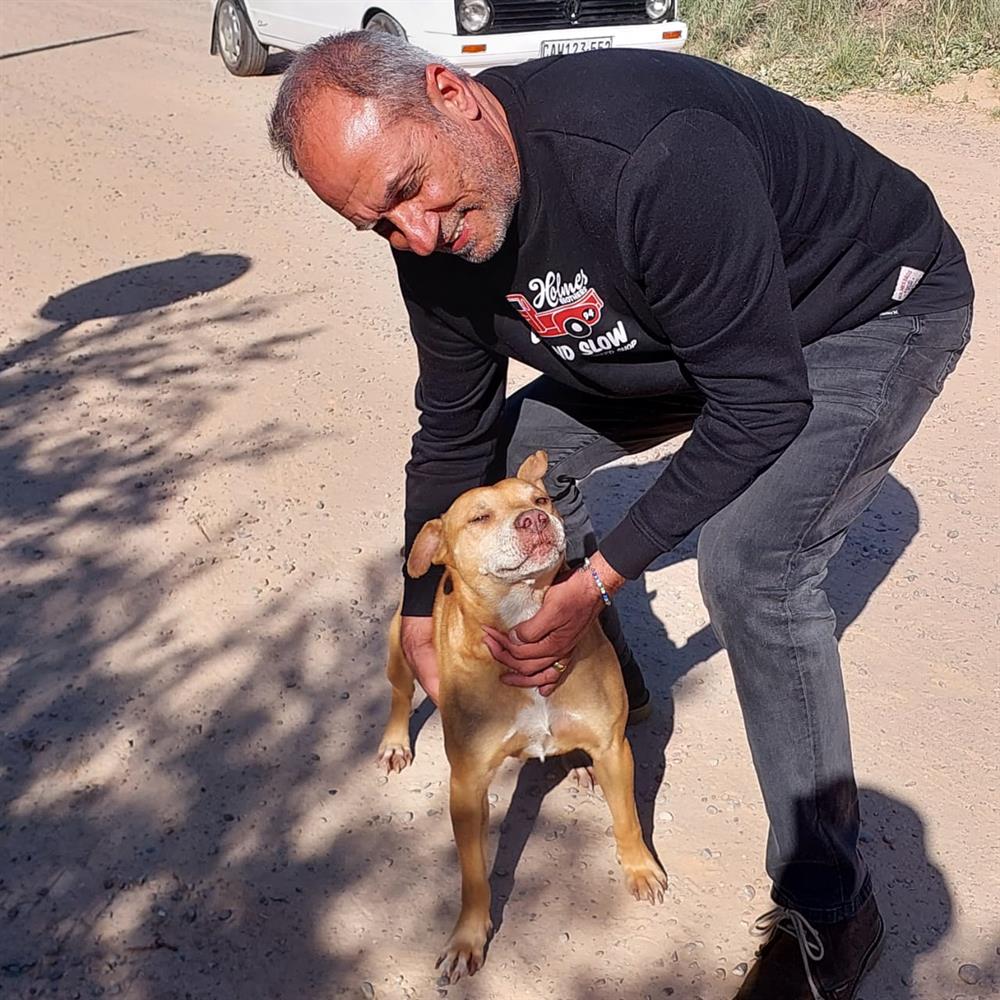 Wilderness dogs get sterilised