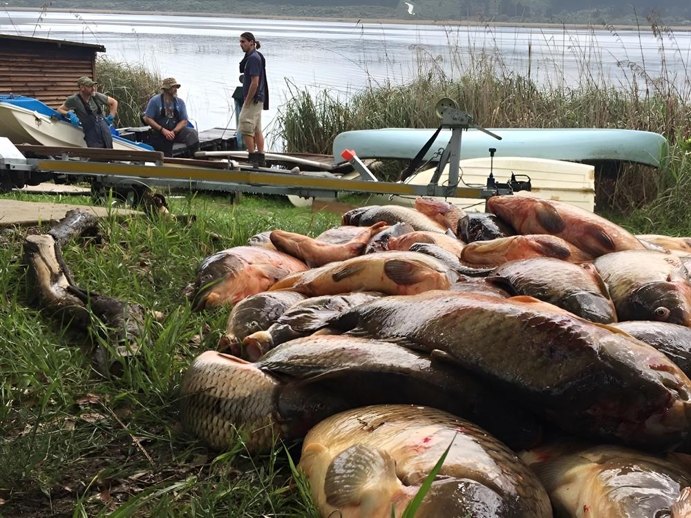 Groenvlei carp project faces shift as key roleplayer exits