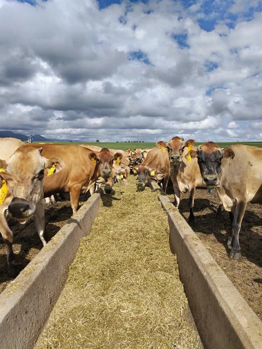 Droogte knyp George se boere