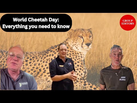 Experts talk on International Cheetah Day: Is...
